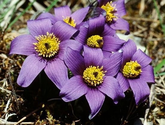 File:Pulsatilla Blueten mg-k.jpg