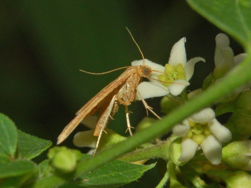 File:Pyralidae - Endotricha flammealis.jpg