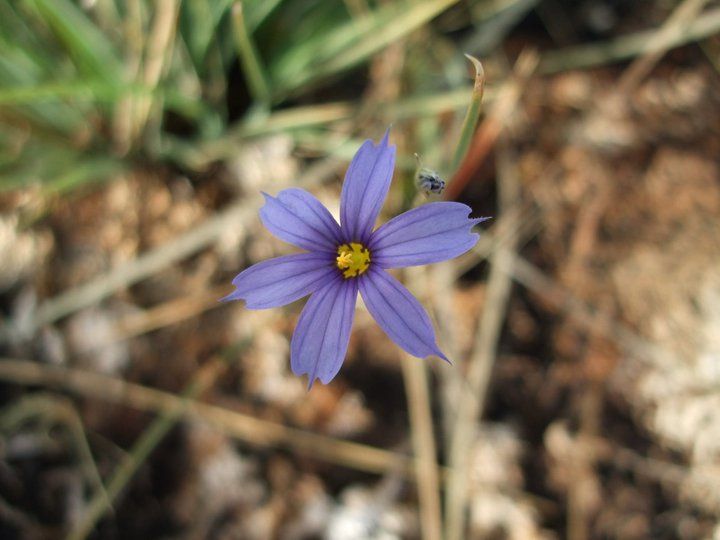 File:Sisyrinchium funereum.jpeg