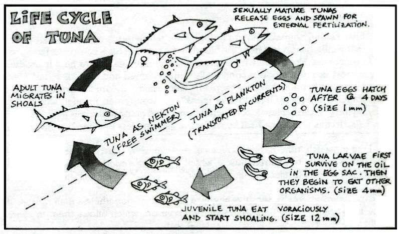 File:Tuna-lifecycle1.jpg