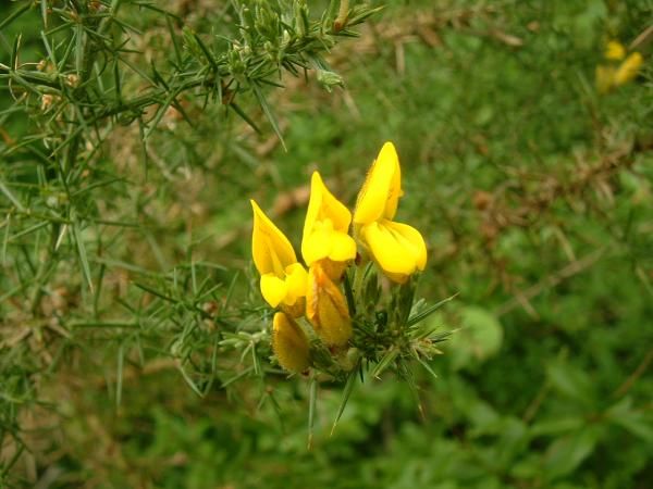 File:Ulex europaeus.jpg