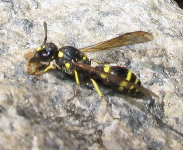 File:Wasp on rock.jpg