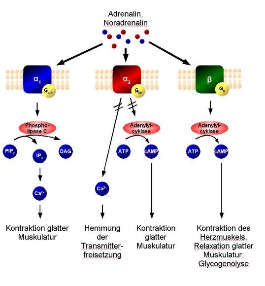 File:Adrenozeptor-Signaltransduktion.jpg