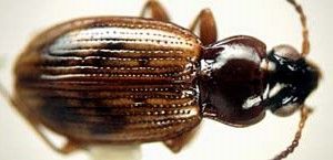 File:Bembidion convexulum.jpeg