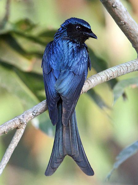 File:Bronzed Drongo I IMG 1682.jpg