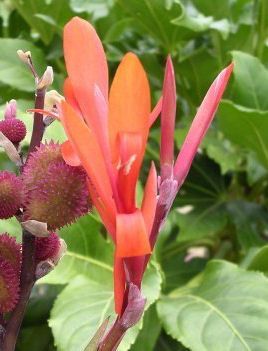 File:Canna Musifolia Hybrida 01.jpg