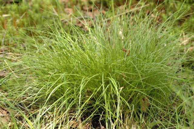 File:Carex.demissa.2.jpg