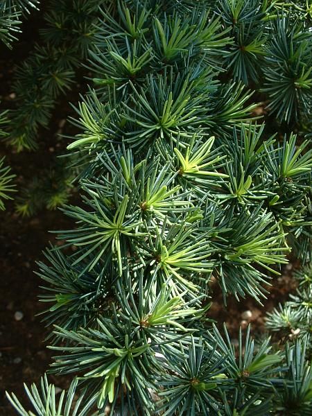 File:Cedrus atlantica2.jpg