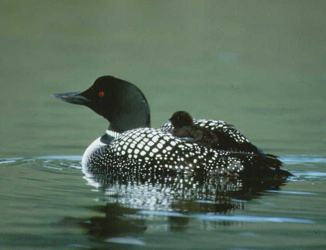 File:Common Loon with chick.jpg