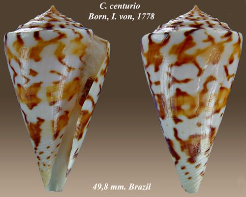 File:Conus centurio 1.jpg