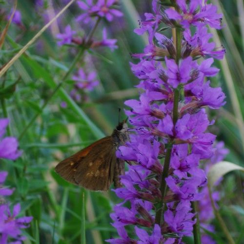 File:Crossline Skipper.jpg