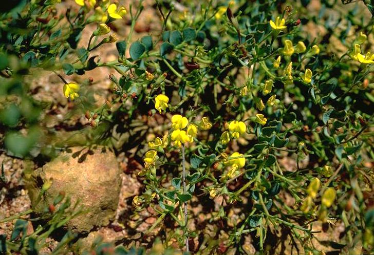 File:Daviesia lancifolia.jpg