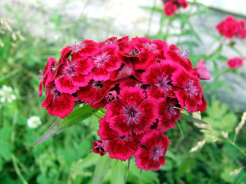 File:Dianthus barbatus1.jpg