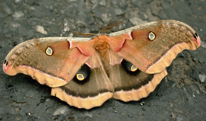 File:Emperor Gum Moth GalawebDesign.jpg