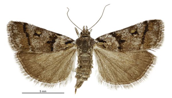 File:Eudonia organaea female.jpg