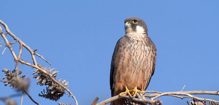 File:Falco eleonorae Balearic Islands.jpg