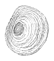 File:Filopaludina martensi operculum.png