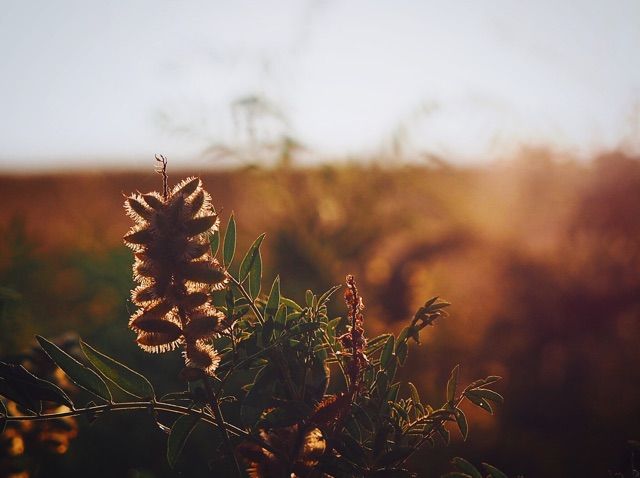 File:Flora in Wind Cave National Park.jpg