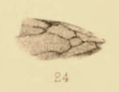 File:Formica arcana 1890 pl3 Fig24.png