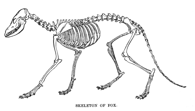 File:FoxSkelLyd1.png