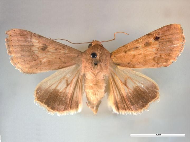 File:Helicoverpa armigera dorsal.jpg