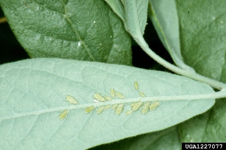 File:Illinoia pepperi - blueberry aphid.jpg