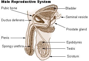 File:Illu repdt male.jpg