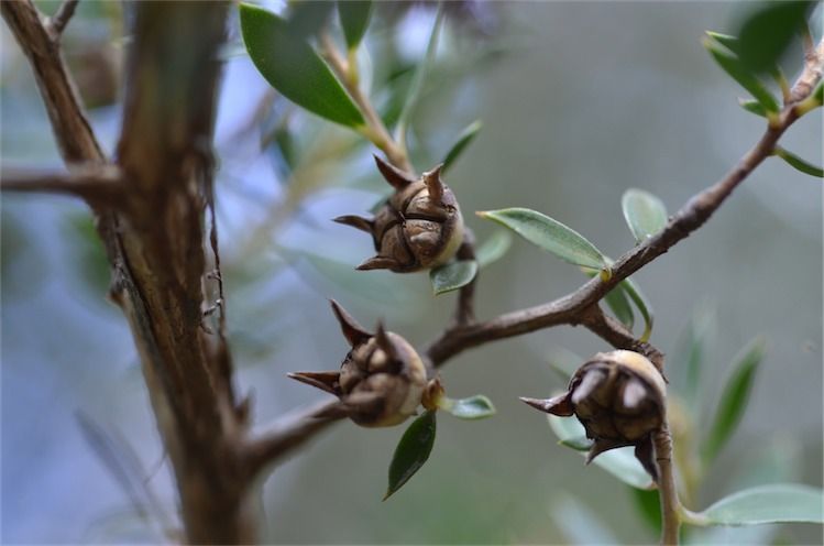 File:Leptospermum petraeum fruit.jpg