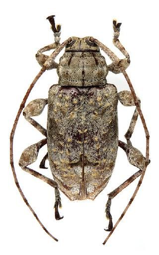 File:Leptostylopsis argentatus.JPG