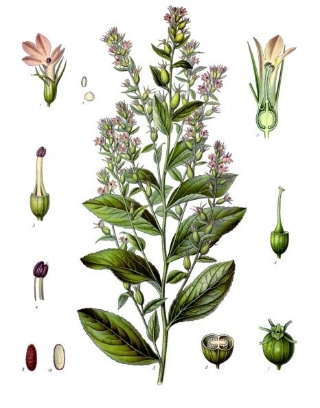 File:Lobelia inflata - Köhler–s Medizinal-Pflanzen-218.jpg