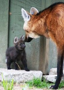 File:Maned Wolf Pup at White Oak.jpg