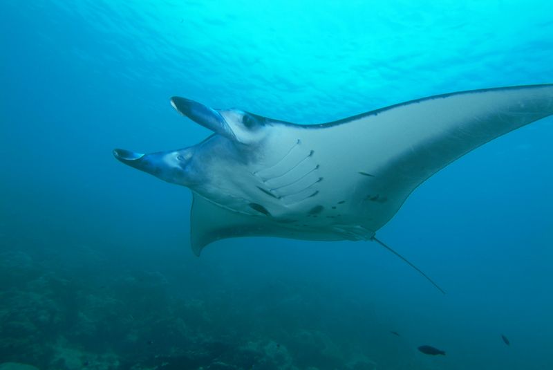 File:Manta ray from Yap.jpg