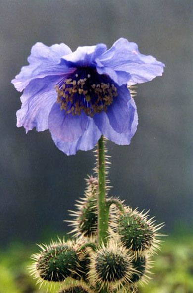 File:Meconopsis horridula.jpg