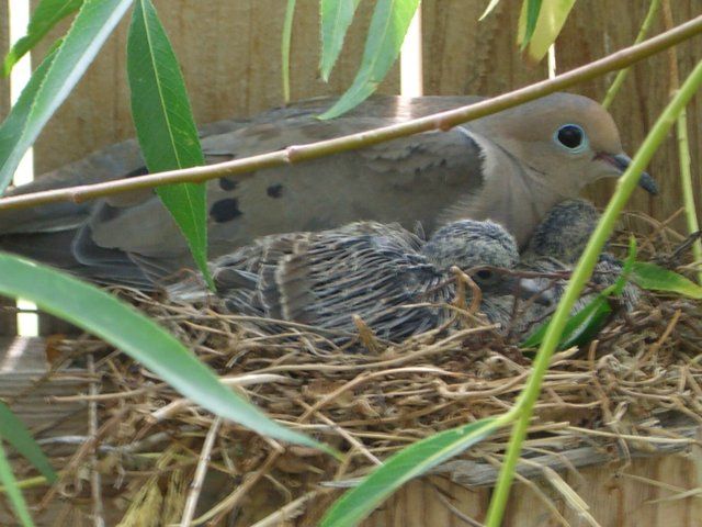 File:Mourning Dove Nesting 20060630.JPG