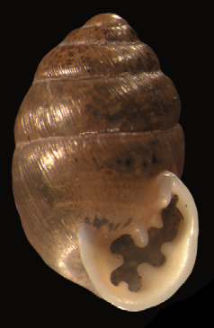 File:Multidentula ovularis shell.png