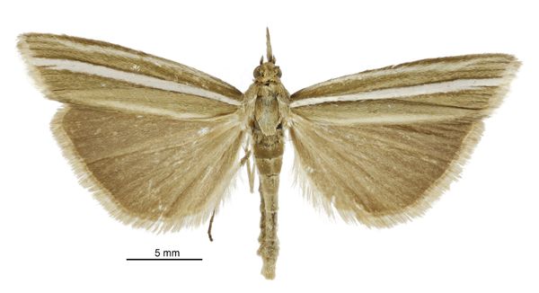 File:Orocrambus scutatus male.jpg