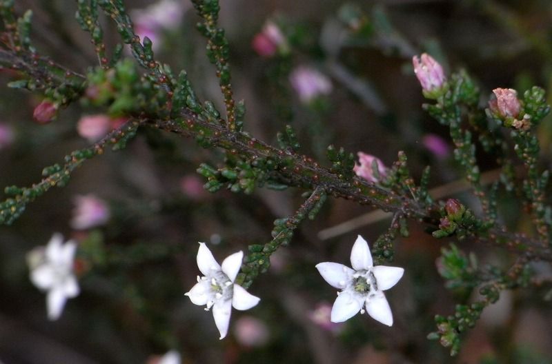 File:Philotheca angustifolia subsp. angustifolia.jpg