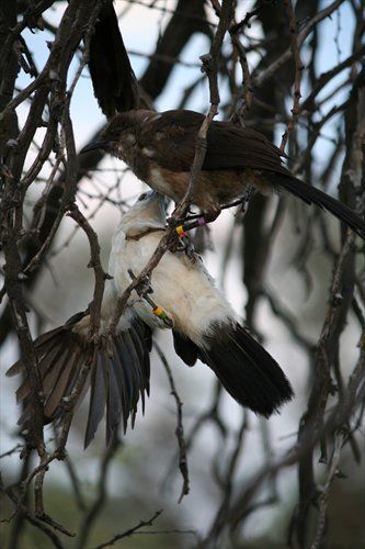 File:Pied babblers playing.jpg