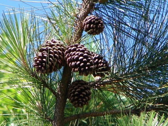 File:Pinus elliottii follhas frutos.JPG