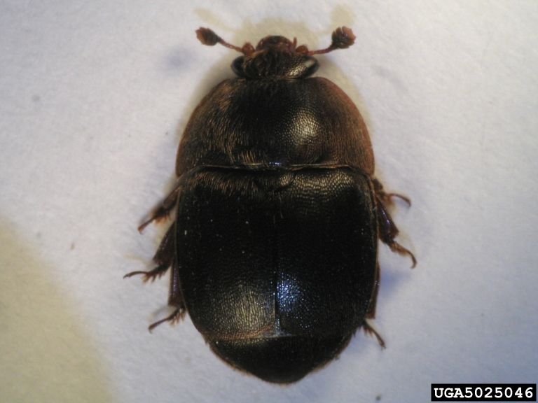 File:Small hive beetle.jpg