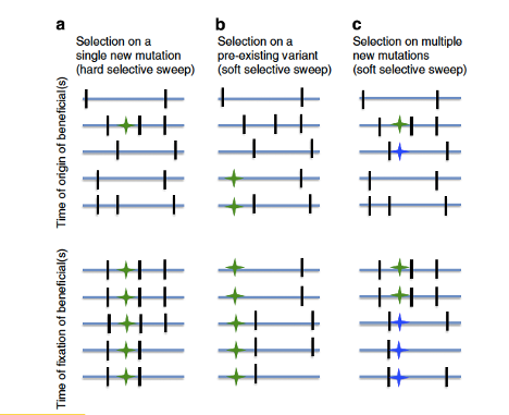 File:Soft selective sweep.png