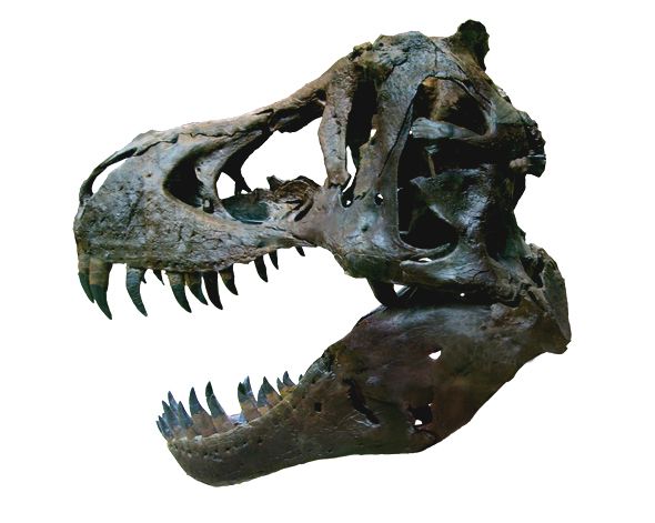 File:T-rex skull 5.jpg