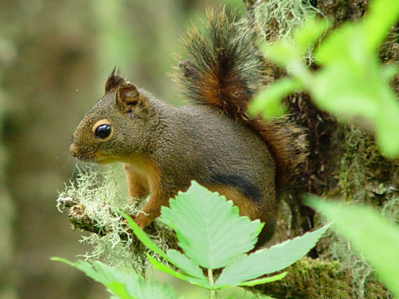 File:Tamiasciurus douglasii 000.jpg