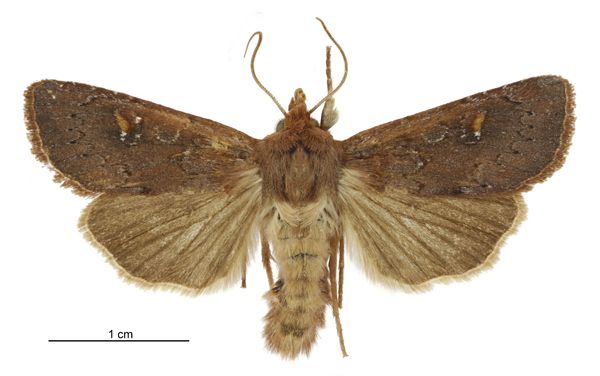 File:Tmetolophota alopa male.jpg