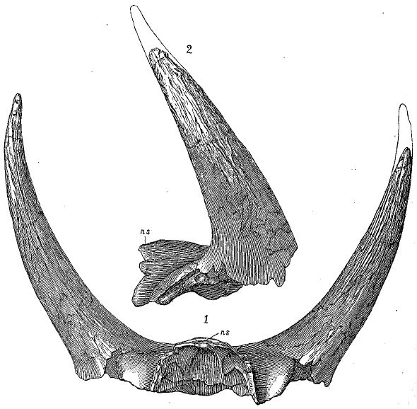 File:Triceratops alticornis.jpg