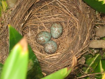 File:Turdus leucomelas nest with eggs.jpg