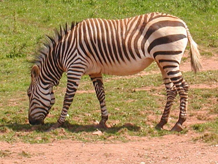 File:Zebra.zoo.750pix.jpg