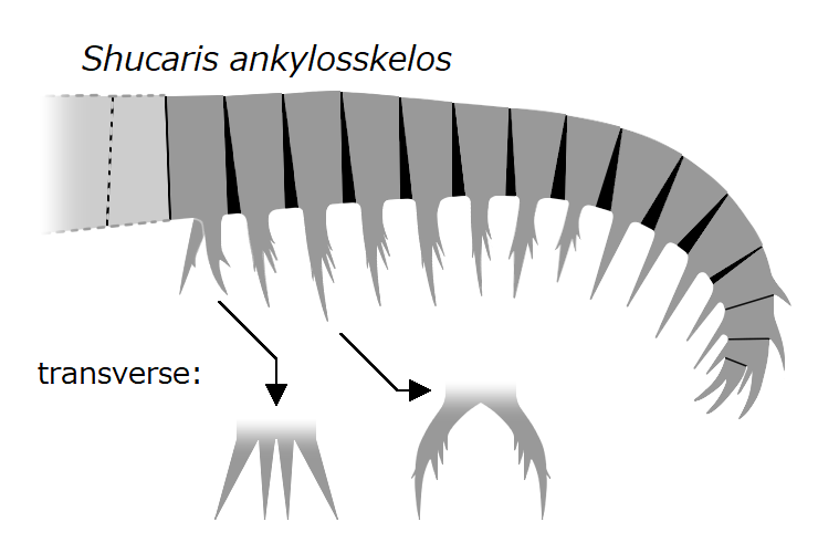 File:20240904 Radiodonta frontal appendage Shucaris ankylosskelos.png