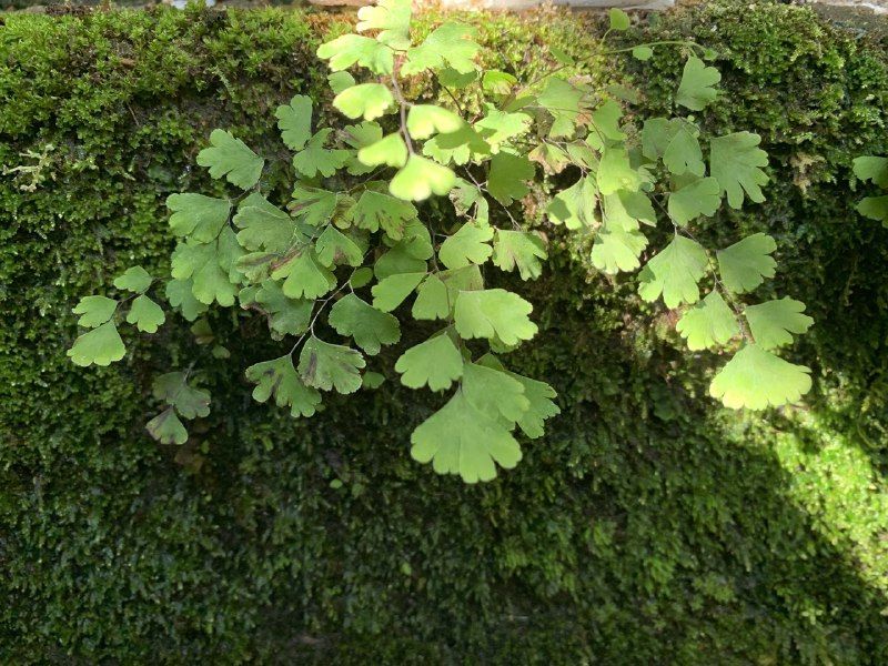 File:Adiatum Maidenhair Fern.jpg