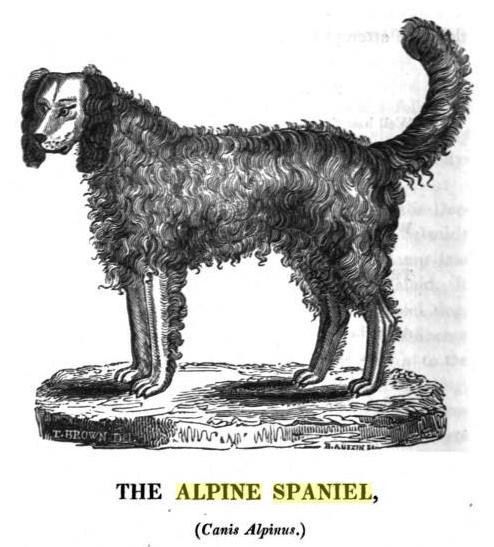 File:Alpine spaniel.jpg